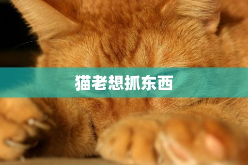 猫老想抓东西